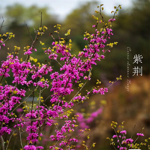 紫荆花树苗庭院景观树耐寒耐旱易成活当年开花绿化观赏满条红花 - 图1