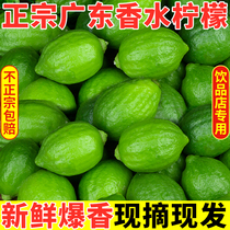 Guangdong Perfume Lemon Fresh Authentic Zongzong Lemon Seedless grade Grade One fruit should be dedicated to the season fruit milk tea shop