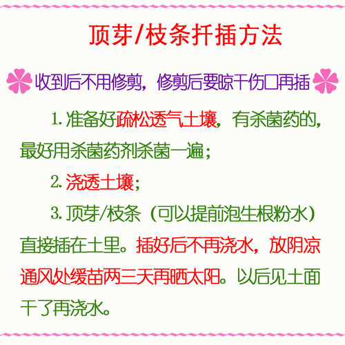 满10元包邮 长寿花顶芽枝条易生根花期长花卉重单瓣大花盆栽花卉 - 图2