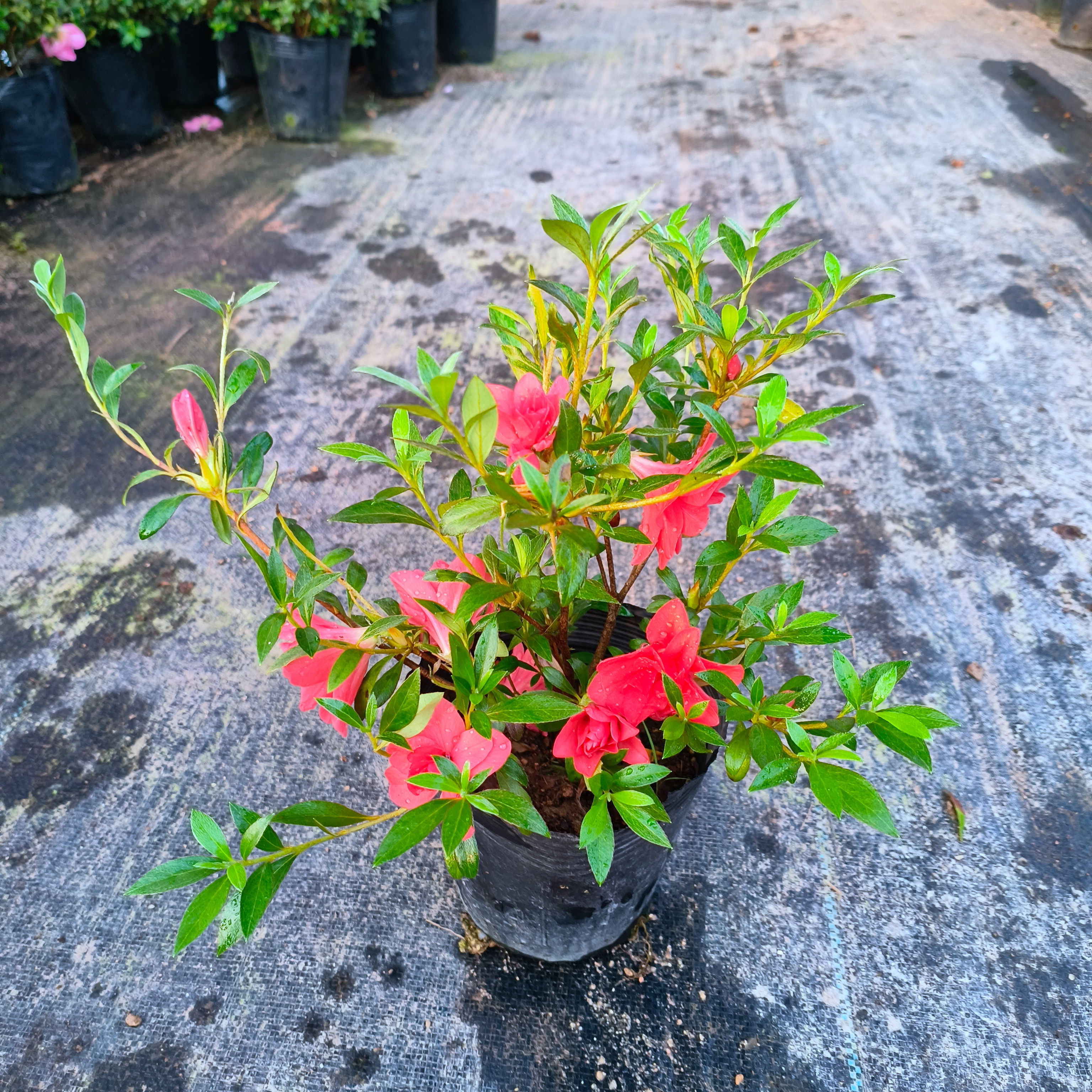 皋月杜鹃花耐寒耐热盆栽娟之舞一树多色耐旱四季开花植物好活桌面,淘宝优惠券,粉丝福利购,淘宝优惠卷