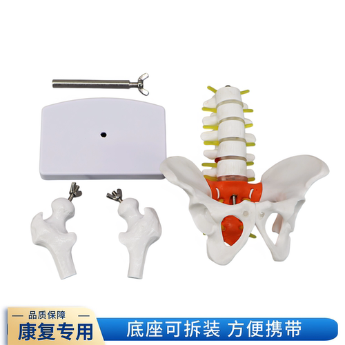 小型人体骨盆带五节腰椎带盆骨模型骨科脊柱脊椎模型 腰椎模型 - 图1