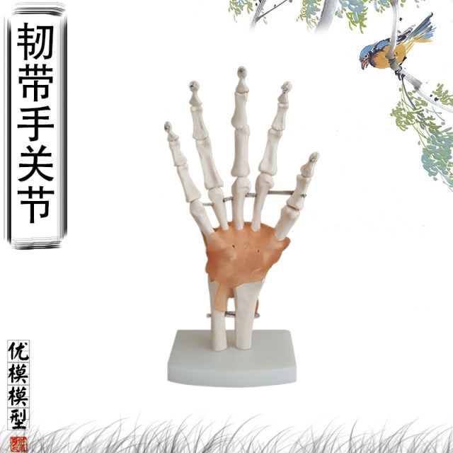Joint ligament elbow demonstration hospital school model