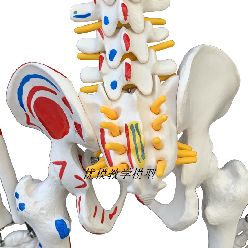 85CM人体骨骼模型神经肌肉起止骨架小针刀骨骼解剖模型脊柱模型 - 图2