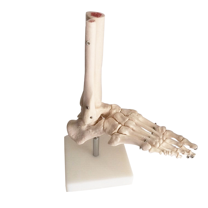 脚关节模型脚骨模型脚部骨骼结构造模型足部踝关节无韧带腓骨趾骨 - 图3