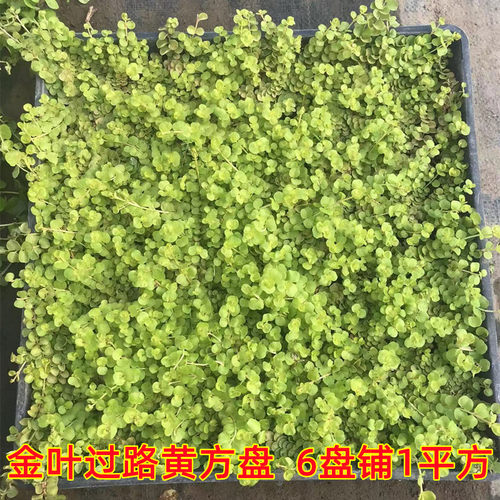 花镜地被植物草皮草皮中华景天金叶过路黄金佛甲草金莎曼姬岩垂草 - 图1