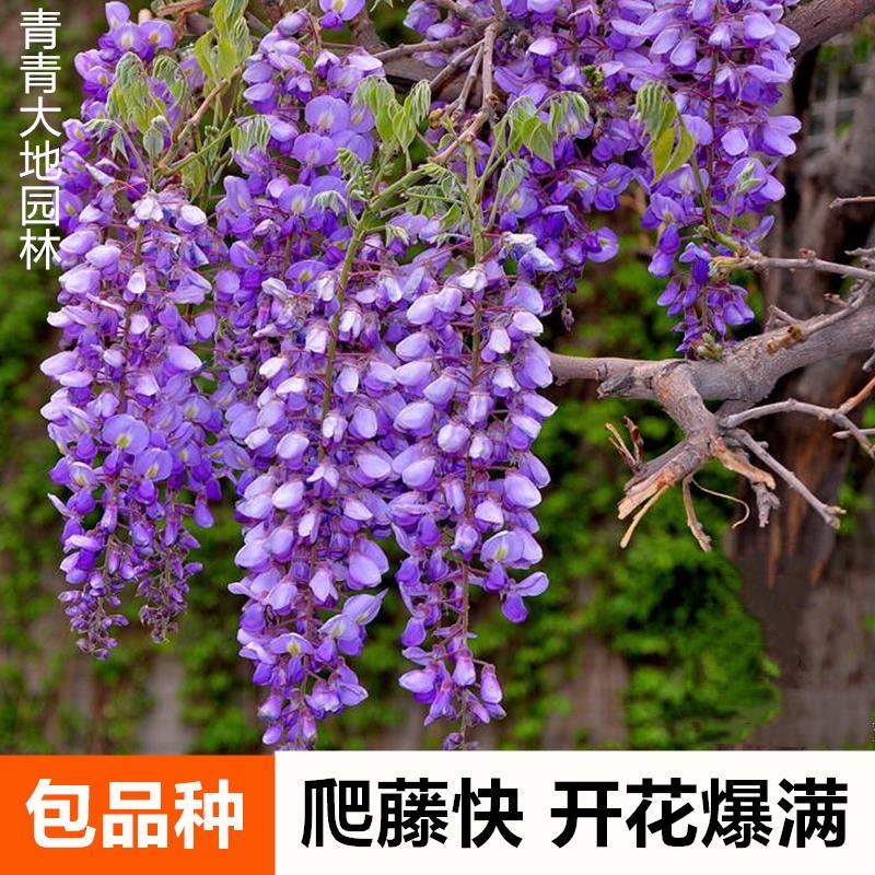 紫藤花树苗爬藤植物庭院围墙四季开花盆栽花苗绿植花卉藤蔓紫藤萝 - 图1