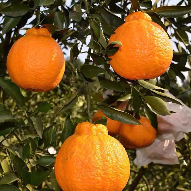 精选四川丑橘桔子新鲜孕妇水果当季橙子丑甜柑橘爆汁精选优质大果,淘宝优惠券,粉丝福利购,淘宝优惠卷