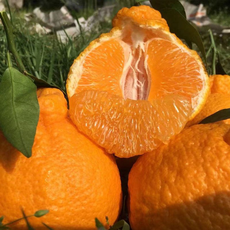 精选四川丑橘桔子新鲜孕妇水果当季橙子丑甜柑橘爆汁精选优质大果,淘宝优惠券,粉丝福利购,淘宝优惠卷