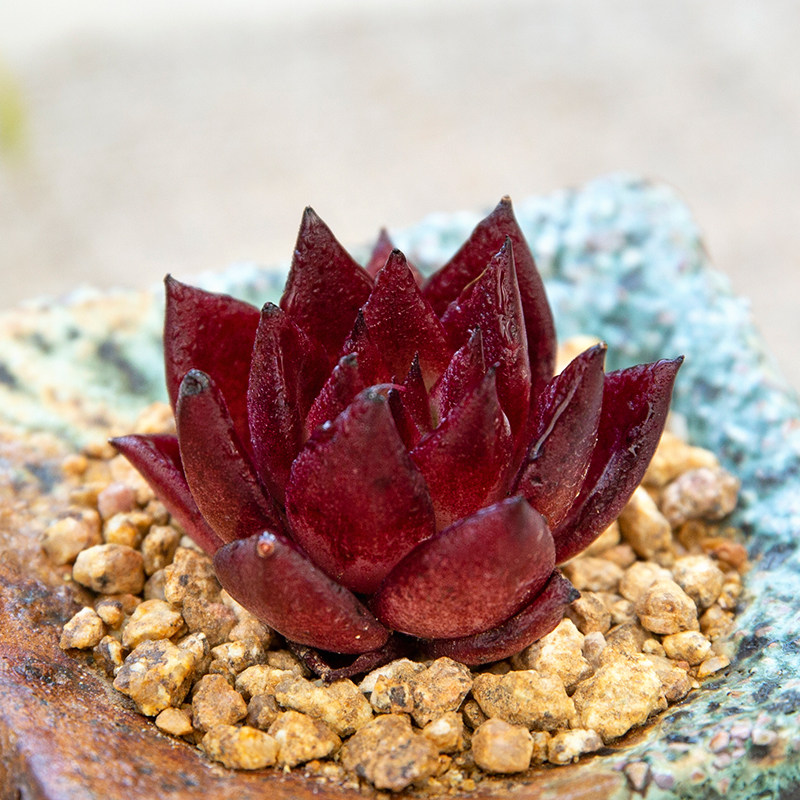 罗宾杂交多肉植物贵货冬云萌肉肉植物室内盆栽绿植花陌派云南多肉 花陌派 淘优券