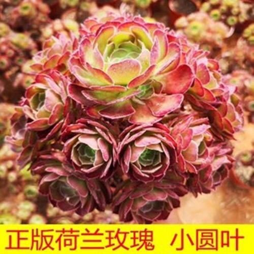 法师多肉植物绿植盆栽室内阳台老桩多头组合黑法师特价清仓包邮 - 图1