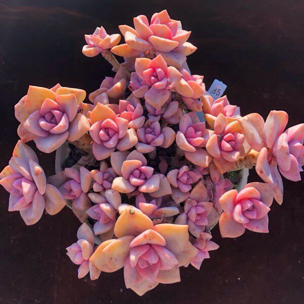 彩虹糖 露养粉色系老桩多肉植物大颗群绿植多肉植物