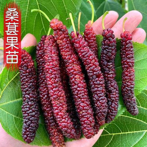 桑葚树苗嫁接四季桑葚子苗台湾长桑果苗养蚕果苗盆栽地栽当年结果 - 图1