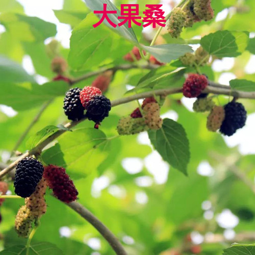 桑葚树苗嫁接四季桑葚子苗台湾长桑果苗养蚕果苗盆栽地栽当年结果 - 图3