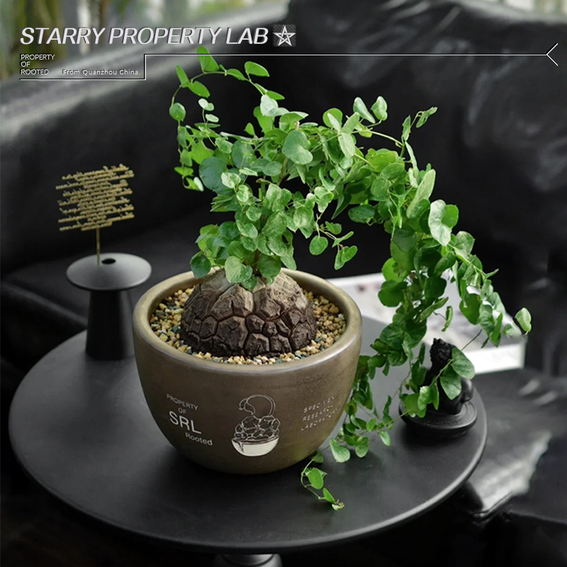 46龙甲龟潮流植物花盆块根植物植木钵日式SRL鎏金陶瓷NBHD - 图1