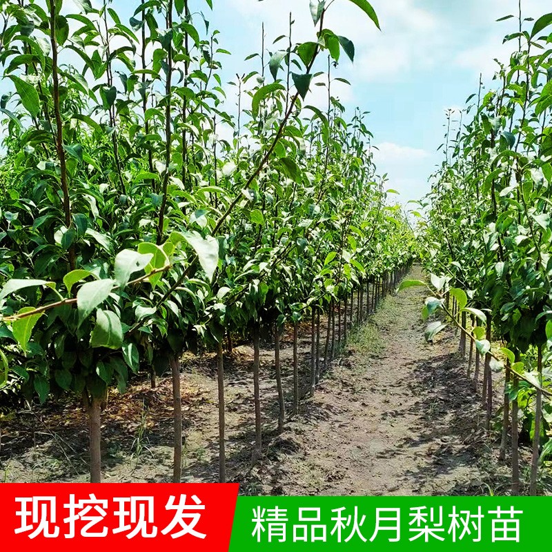 香梨树果苗南北方庭院地栽种植红酥特大四季阳台盆栽嫁接当年结果 - 图1