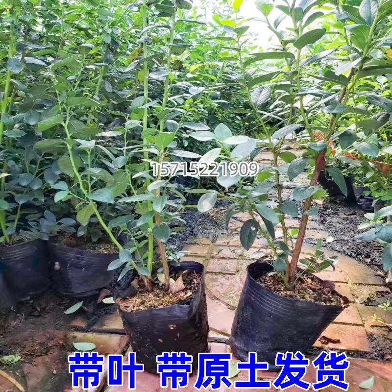 125蓝莓苗果树南北方庭院地栽四季种植阳台盆栽特大带土当年结果 - 图1