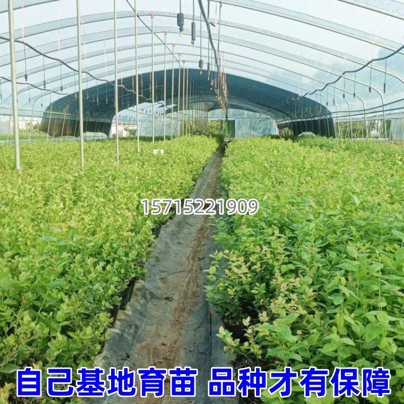 125蓝莓苗果树南北方庭院地栽四季种植阳台盆栽特大带土当年结果 - 图2