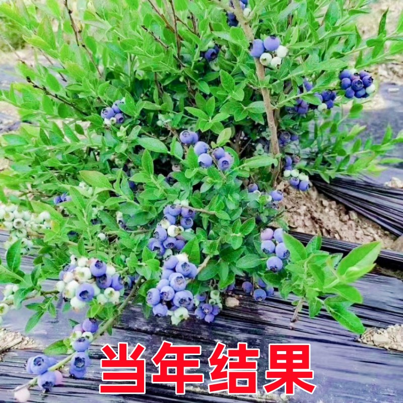 兔眼蓝莓苗果树南北方庭院地栽带土特大四季阳台盆栽种植当年结果 - 图3