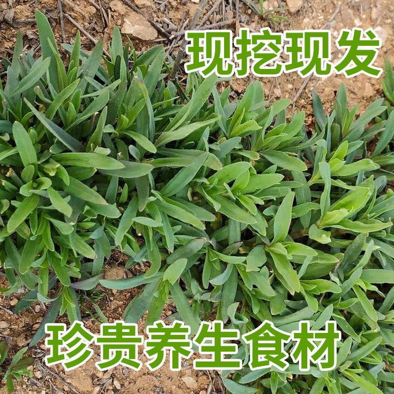 野生山苜楂菜山东野菜山菜蚂蚱菜山麻扎杂菜山麻楂新鲜现,淘宝优惠券,粉丝福利购,淘宝优惠卷