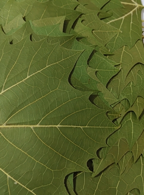 激光雕刻专用天然梧桐叶枫叶银杏植物标本干燥压平干花diy材料