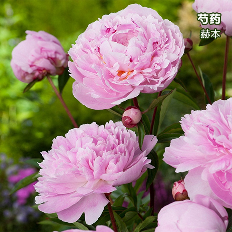 芍药花苗重瓣带芽大苗鲜花四季开花卉阳台庭院牡丹花种根盆栽植物 - 图1