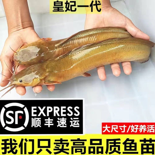 本地塘鲺皇妃三黄塘鲺胡子鲶鱼苗塘角鱼苗土塘鲺鱼苗塘虱淡水鱼苗 - 图0