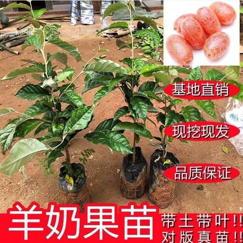 德甜三号羊奶果树苗纯甜羊奶大果胡颓子羊奶果苗盆栽地栽庭院种植 - 图0