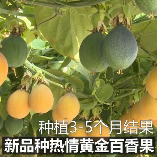新品种哥伦比亚热情果苗纯甜不酸南方果树苗庭院阳台盆栽地栽常绿 - 图1