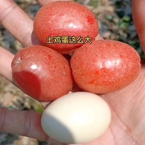 德甜三号羊奶果树苗纯甜羊奶大果胡颓子羊奶果苗盆栽地栽庭院种植 - 图1