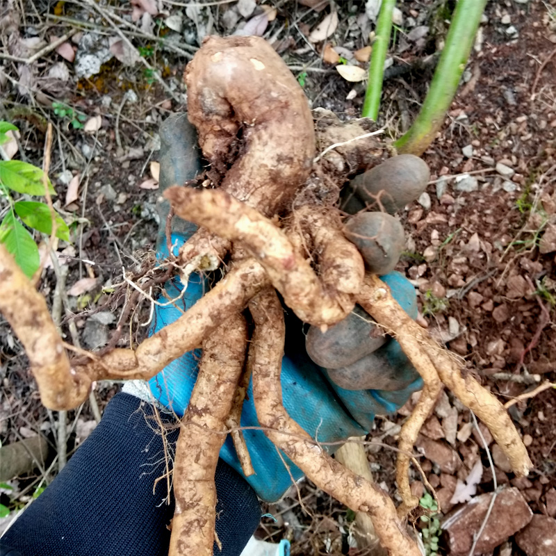 贵州岩苦参全根中药材干货真野生泡脚洗护苦骨500g农家非切片包邮 - 图1