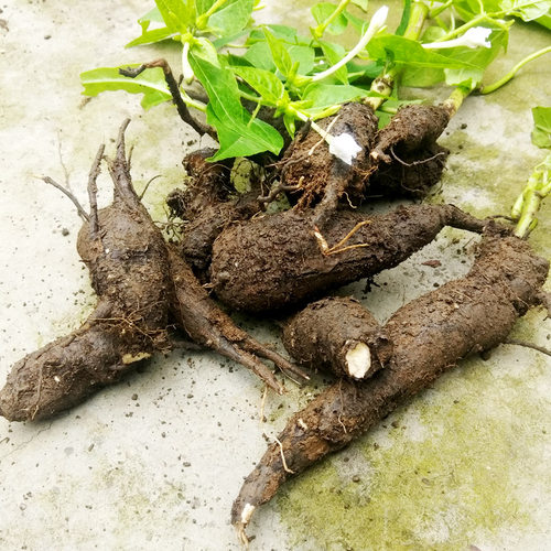 贵州深山钻入地老鼠 500g包邮新鲜中药材紫茉莉根胭脂花头种煲汤 - 图0