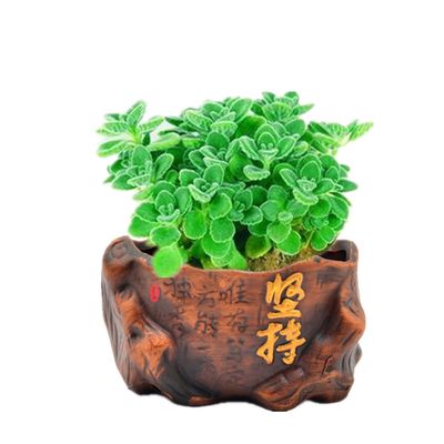 一抹香盆栽室内碰碰香香草多肉植物客厅驱虫净化空气绿植花卉 虎窝淘