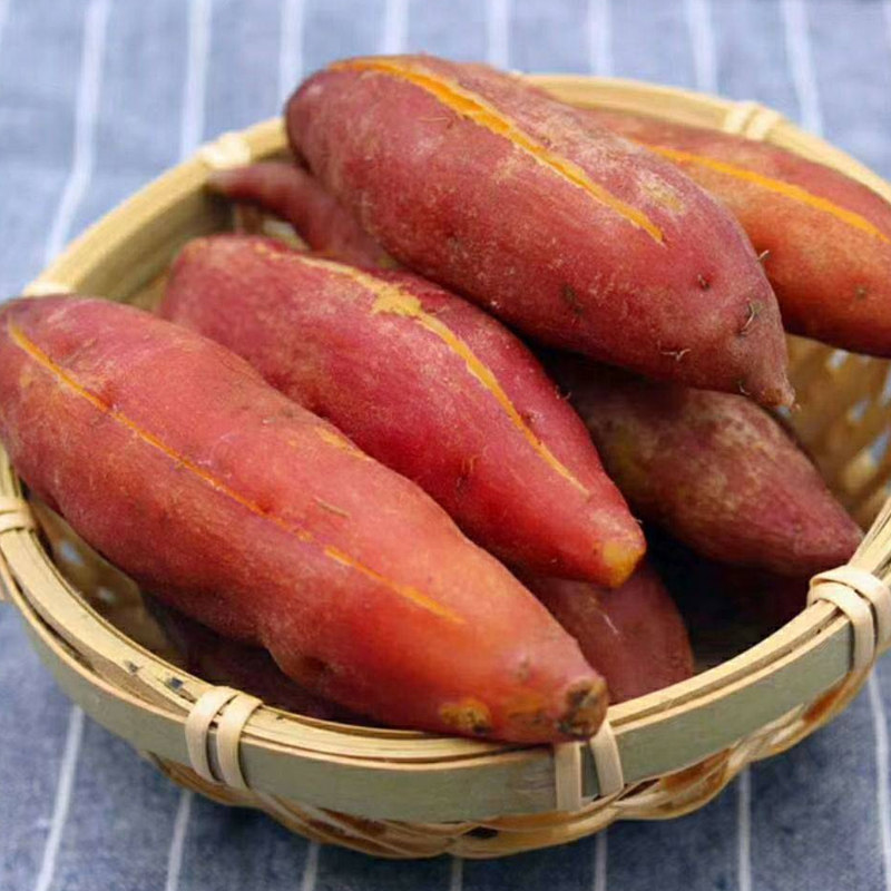 现挖新鲜蜜薯5斤甜农家自种地瓜 名滋园食品番薯