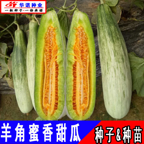羊角蜜甜瓜种籽孑羊角酥水果脆甜香瓜甜瓜蔬菜籽秧苗四季菜园春播 - 图0