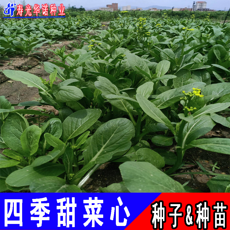 四季甜菜心种子广东四九红菜薹菜苔青菜籽菜园春季阳台盆栽蔬菜籽-图2