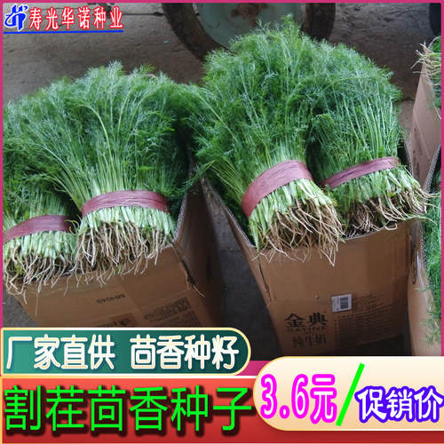 老品种割茬茴香种子多次收结球小茴香蔬菜种籽孑菜园盆栽菜籽四季 - 图0