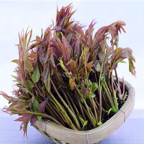 红油香椿种子香椿芽菜种籽孑多年生蔬菜树芽苗菜籽菜园蔬菜籽春播 - 图3