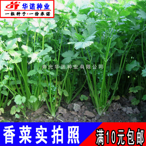 老品种大叶香菜种籽农家芫荽蔬菜种子小青菜籽四季播阳台盆栽菜籽 - 图1