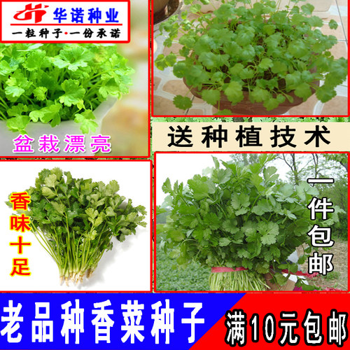 老品种大叶香菜种籽农家芫荽蔬菜种子小青菜籽四季播阳台盆栽菜籽 - 图2