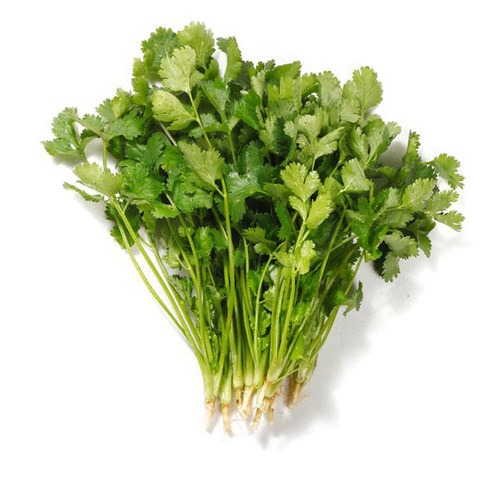 老品种大叶香菜种籽农家芫荽蔬菜种子小青菜籽四季播阳台盆栽菜籽 - 图3