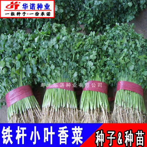 老品种大叶香菜种籽农家芫荽蔬菜种子小青菜籽四季播阳台盆栽菜籽 - 图0