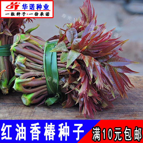 红油香椿种子香椿芽菜种籽孑多年生蔬菜树芽苗菜籽菜园蔬菜籽春播 - 图1