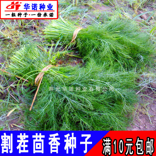 老品种割茬茴香种子多次收结球小茴香蔬菜种籽孑菜园盆栽菜籽四季 - 图2