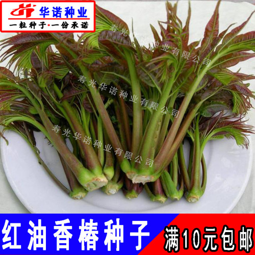 红油香椿种子香椿芽菜种籽孑多年生蔬菜树芽苗菜籽菜园蔬菜籽春播 - 图2