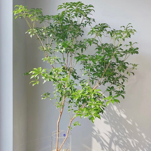 马醉木日本进口水培植物鲜切枝条室内客厅水养绿植北欧风顺丰包邮 - 图2