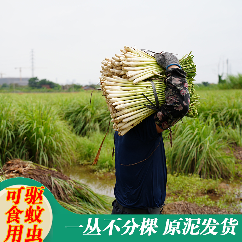 正宗香茅草苗柠檬草种苗驱蚊草苗盆栽泰国冬阴功可食用香茅苗庭院 - 图3