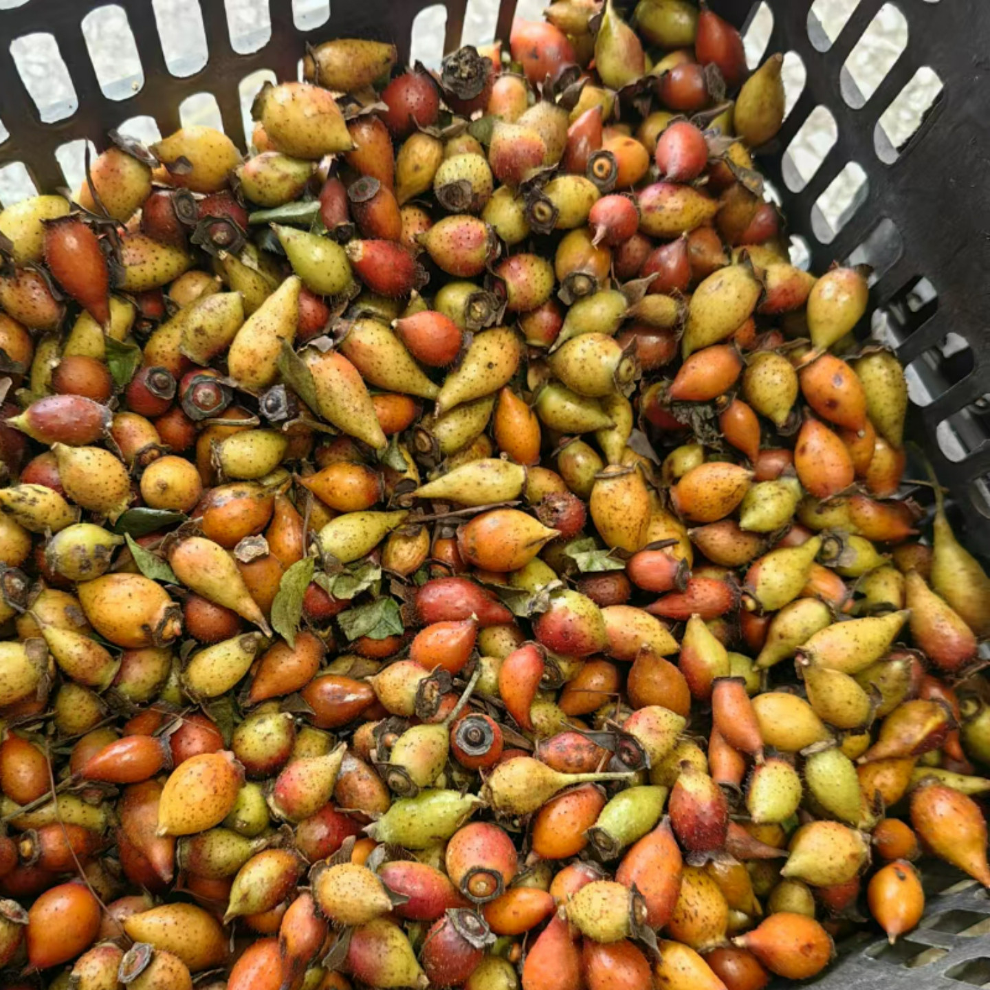 现摘野生新鲜金樱子全红果泡酒中药材刺梨金英子糖罐子山石榴鲜果,淘宝优惠券,粉丝福利购,淘宝优惠卷