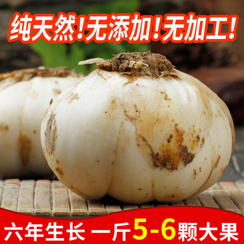 产地直邮甘肃兰州农家土特产鲜百合特级新鲜百合天然陇志宝鲜百合 - 图0