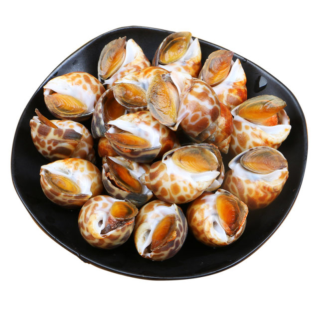 Fresh snails without Saudi large size new arrival SF Express