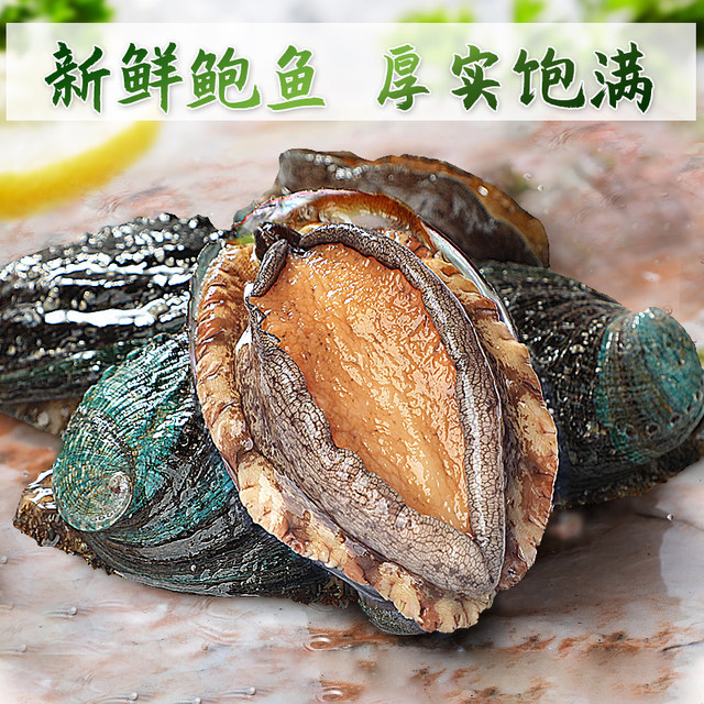 SF Express! Fast delivery of extra large abalone, fresh and fresh
